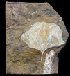 Fossil Ginkgo Leaf From North Dakota - Paleocene #58990-1